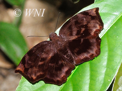 Giant Sicklewing (Achlyodes busirus)